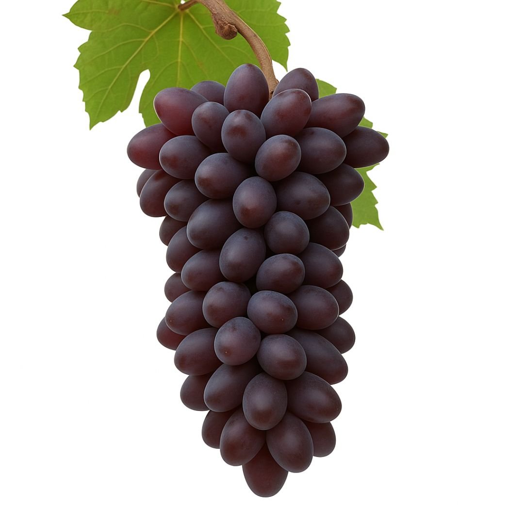 Muda de Uva Ísis Enxertada