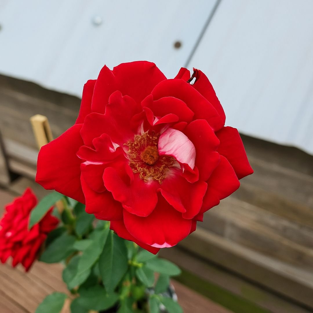 rosa vermelho rainha ideal para quintal ou varanda