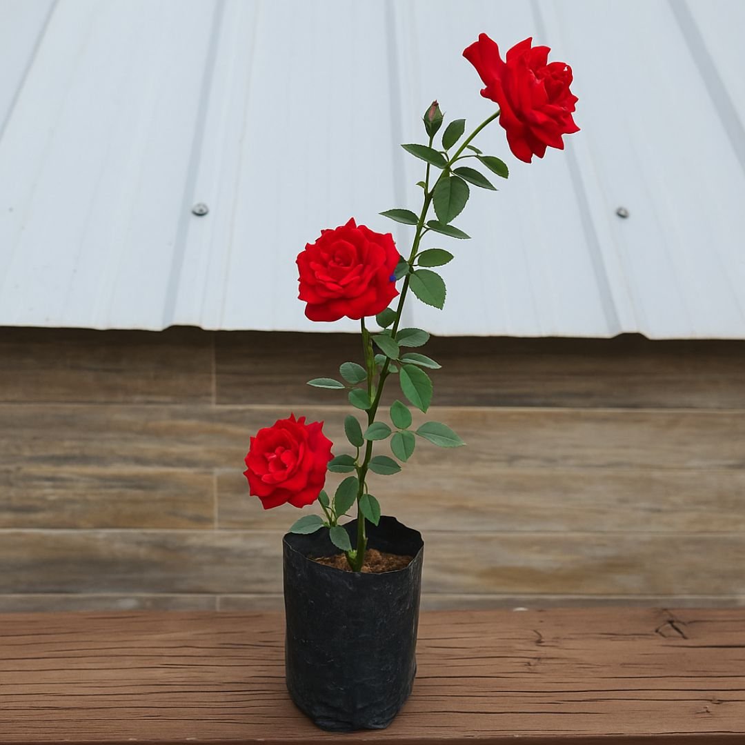 p&eacute; de roseira vermelho rainha florido em vaso