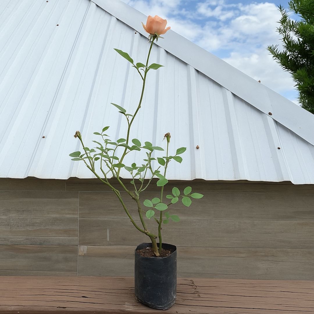 rosa p&ecirc;ssego charmosa ideal para vaso ou quintal