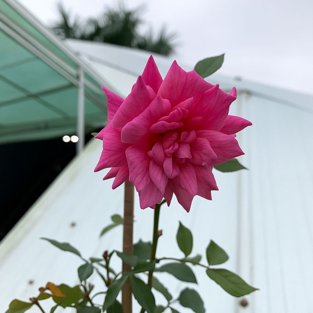 muda de roseira pink dobrada com flor vibrante