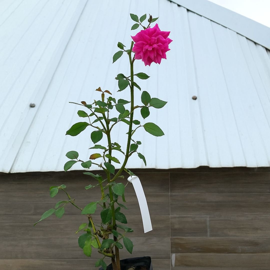 p&eacute; de roseira pink dobrada florido em vaso