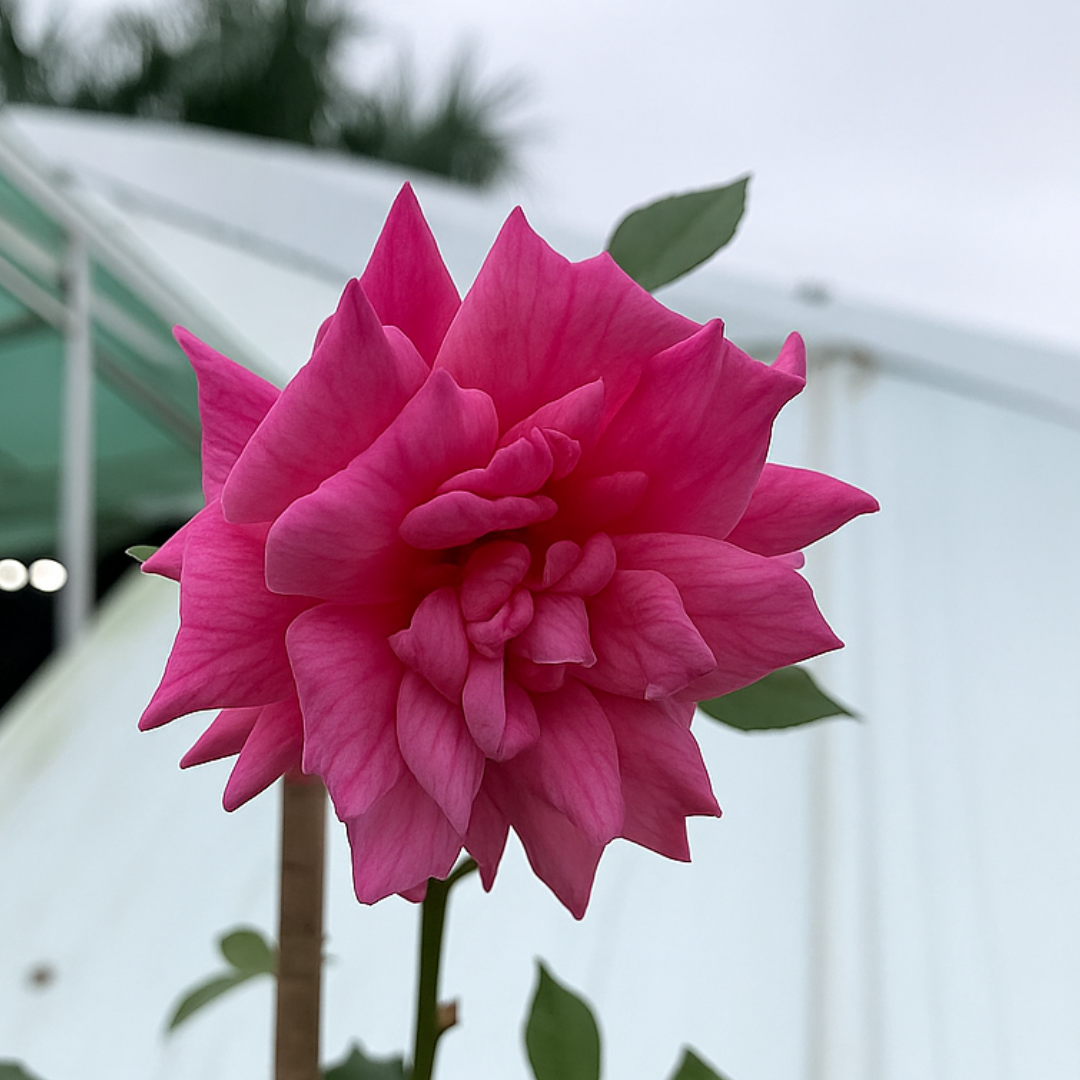 roseira pink dobrada
