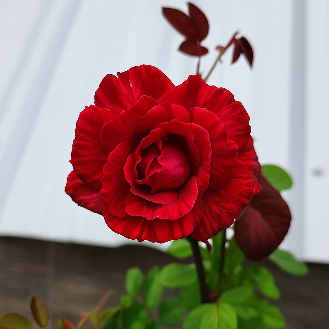 Muda de roseira vermelho rajada