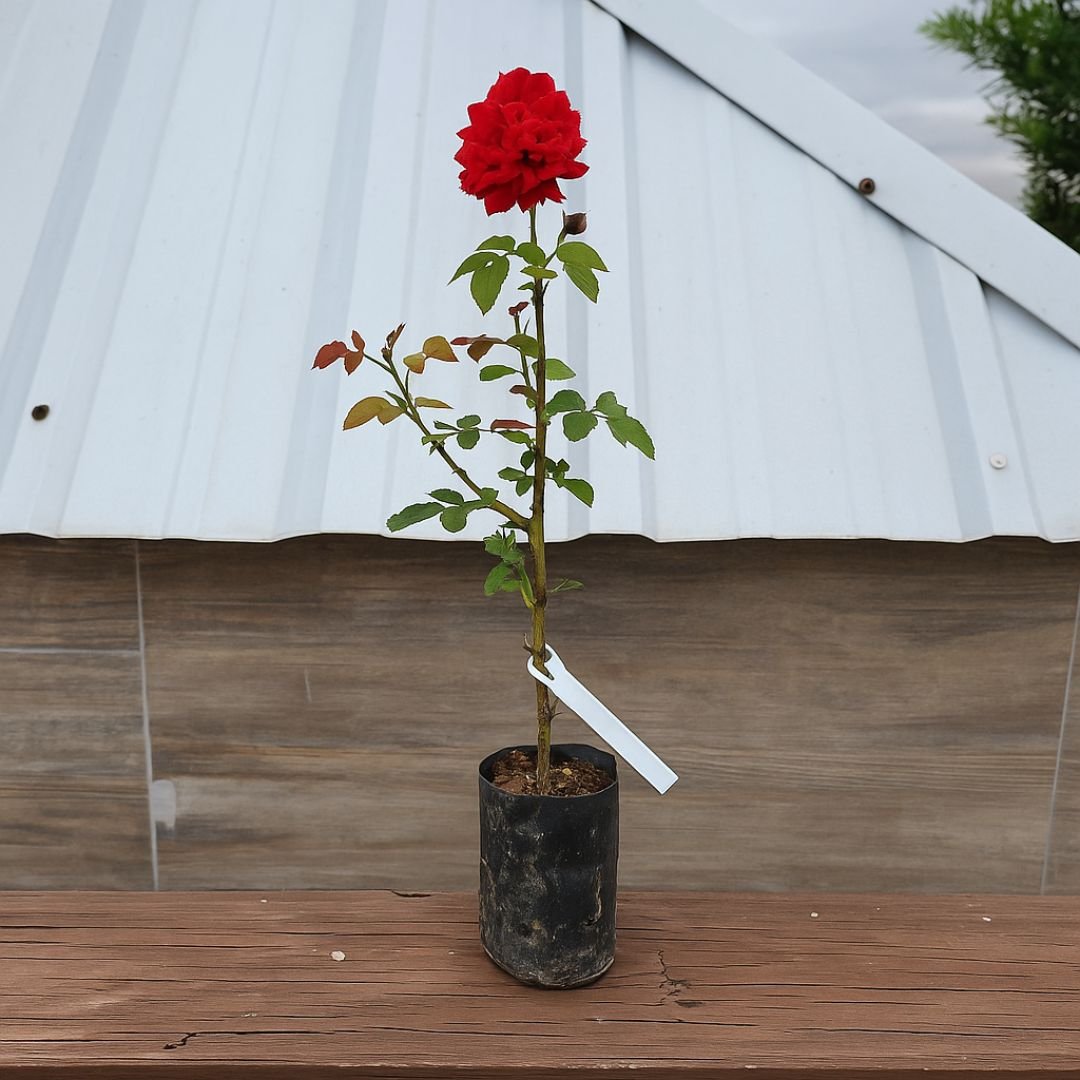 Muda de roseira vermelho rajada
