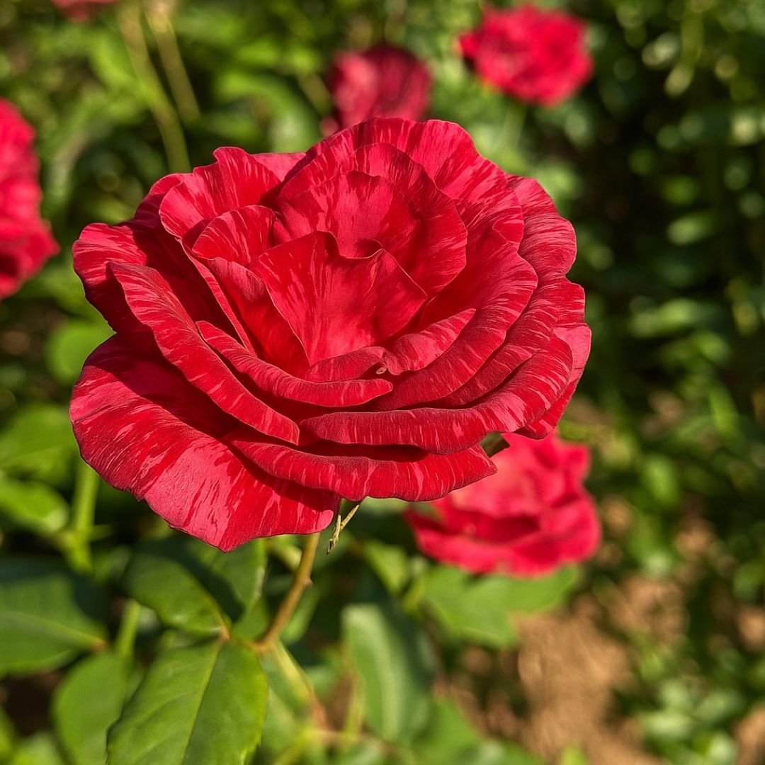 Roseira vermelho rajada