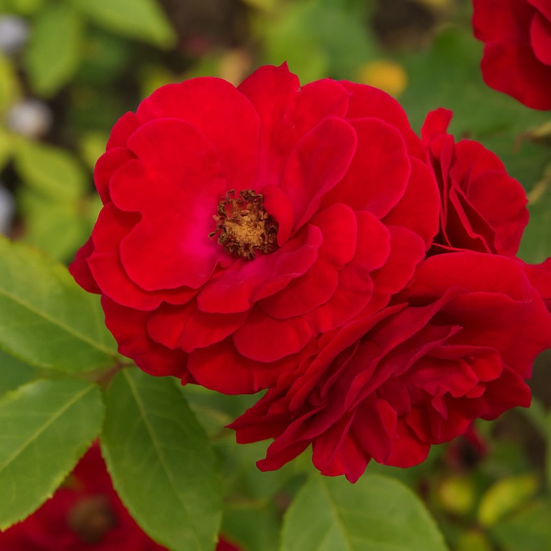Muda de roseira vermelho vivo com flor intensa muda de roseira vermelho vivo que floresce cedo