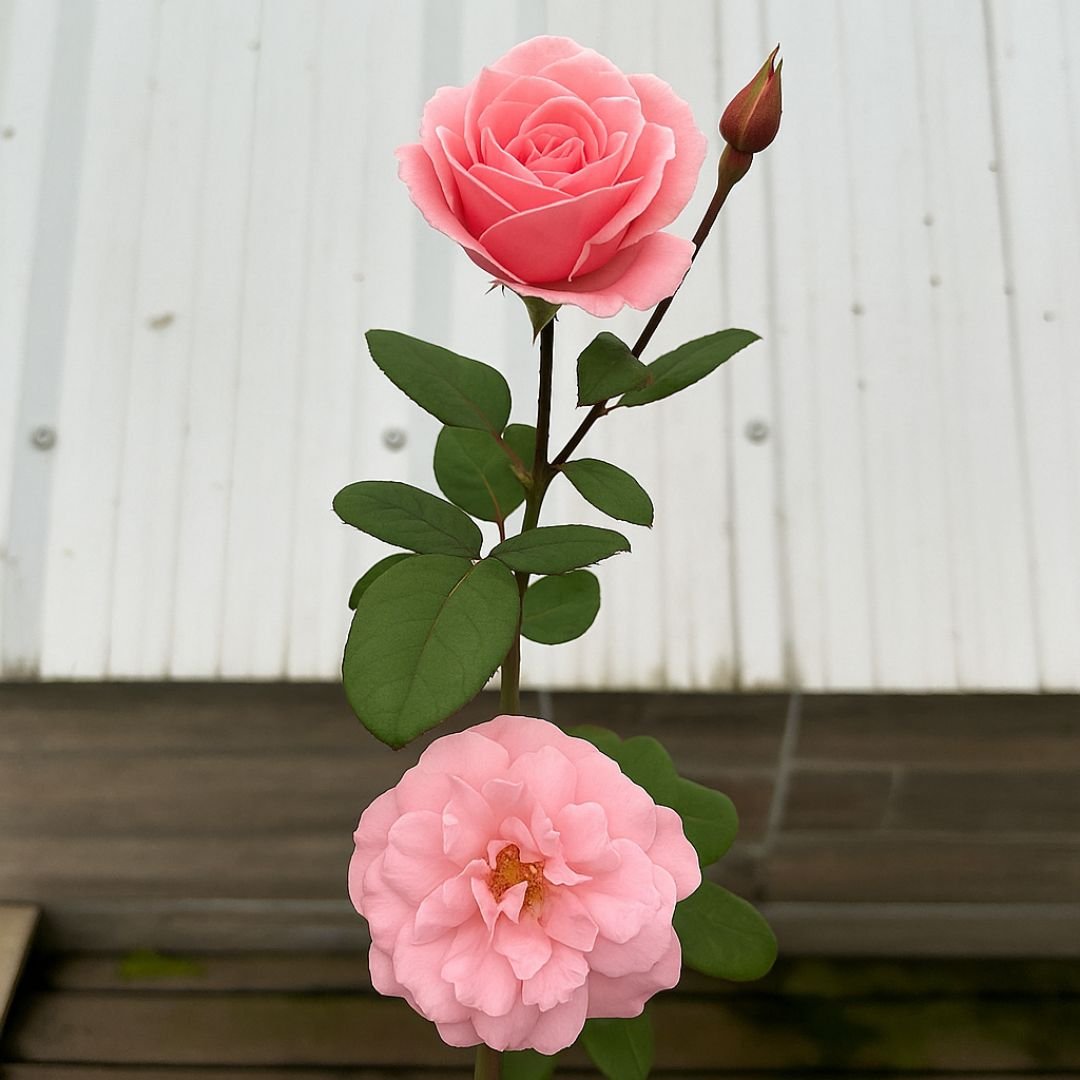 Pé de roseira rosa com flores delicadas pé de roseira rosa com flores românticas