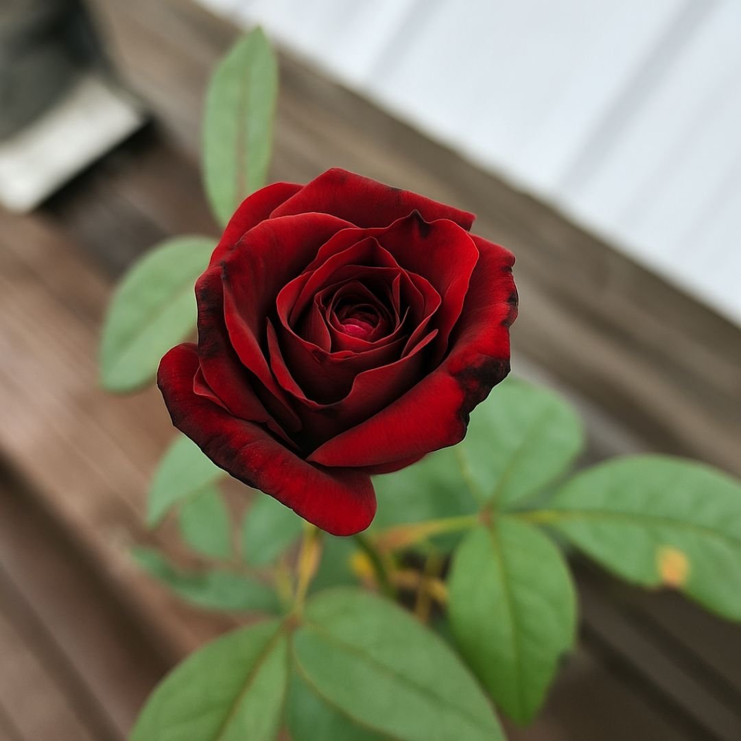 roseira vermelho veludo ideal para vaso e quintal