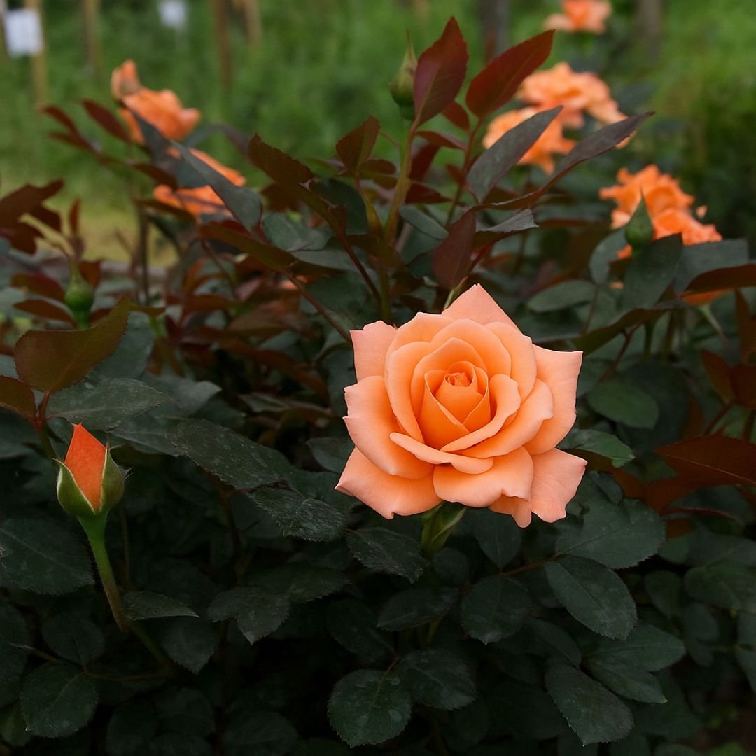 Pé de roseira bicolor salmão com branco pé de roseira bicolor salmão e branco com flores delicadas
