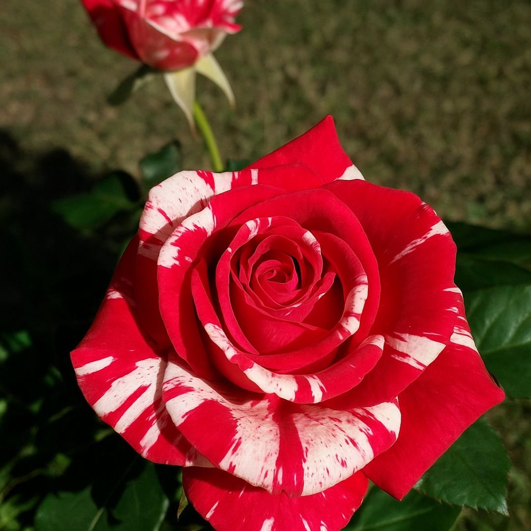 Roseira Mesclada Ideal Para Vaso ou Quintal roseira mesclada ideal para vaso ou quintal