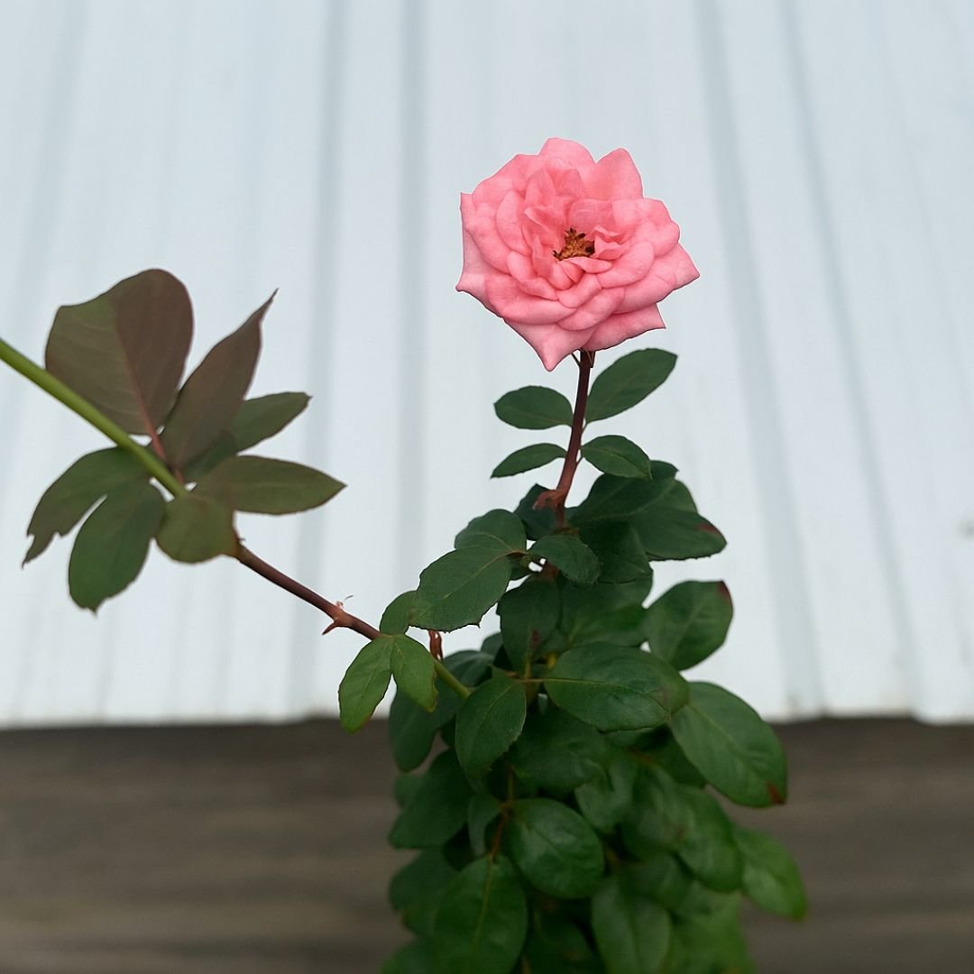 p&eacute; de roseira rosa edla com flores delicadas