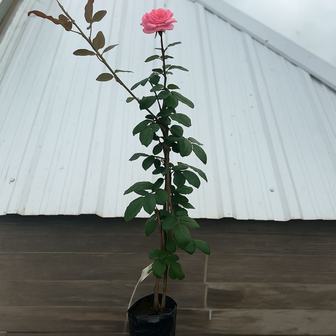 muda de roseira rosa edla que floresce cedo