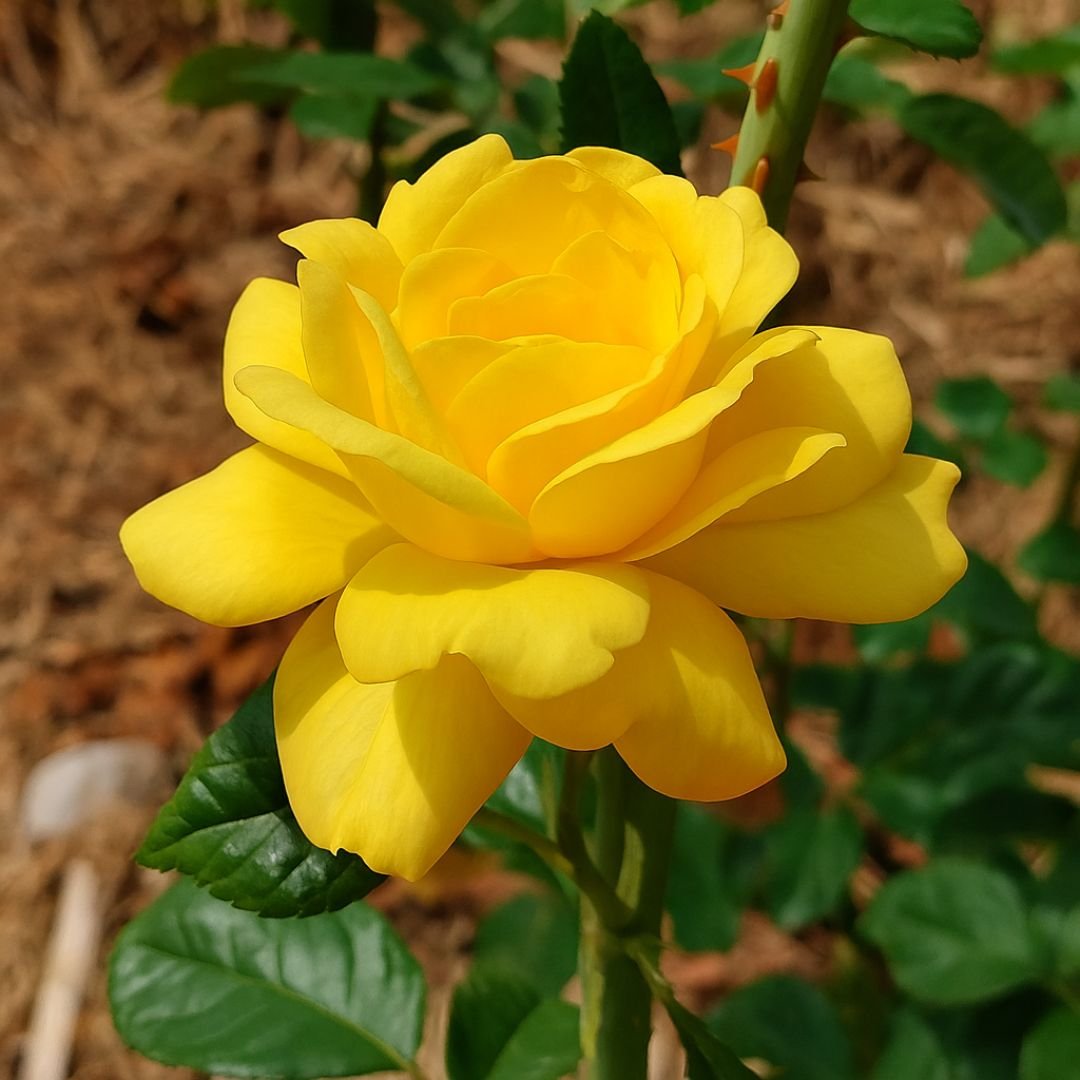 roseira amarelo-can&aacute;rio ideal para vaso ou quintal