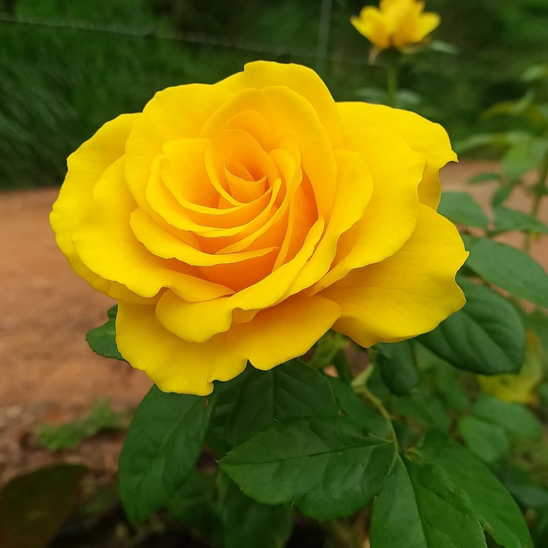 p&eacute; de roseira amarelo-can&aacute;rio com flores vibrantes