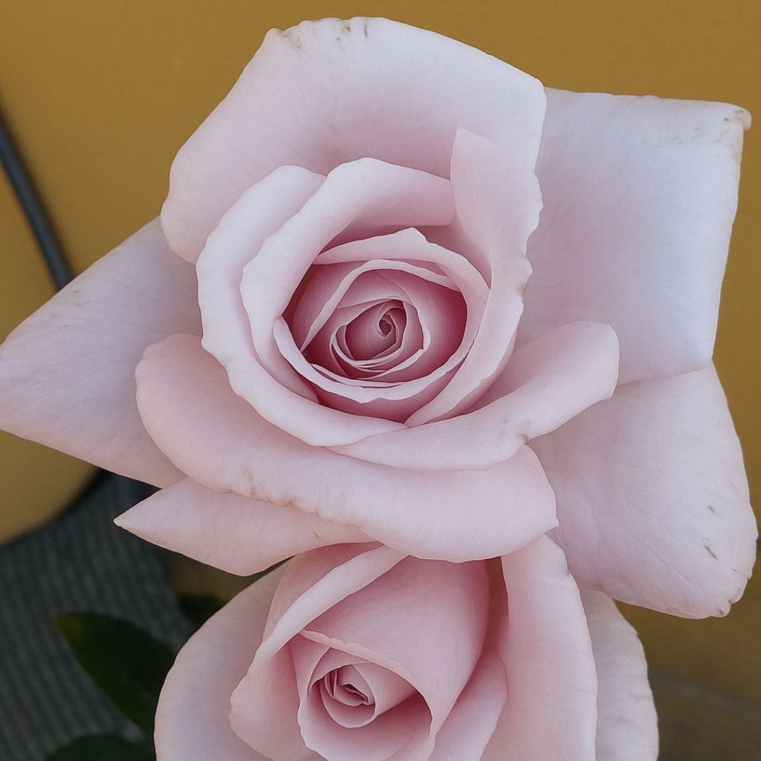 Roseira azul prateada lilás enxertada