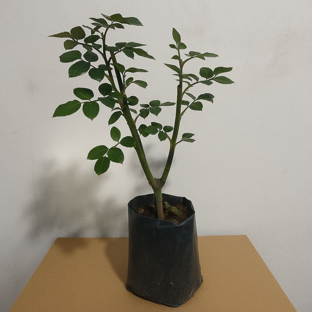 Pé de roseira azul prateada lilás