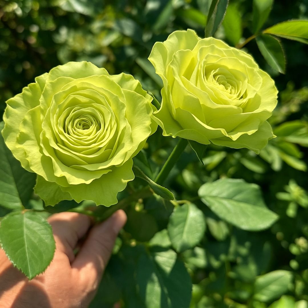 roseira verde ideal para vaso ou quintal