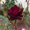 Muda de Roseira Bordô Enxertada
