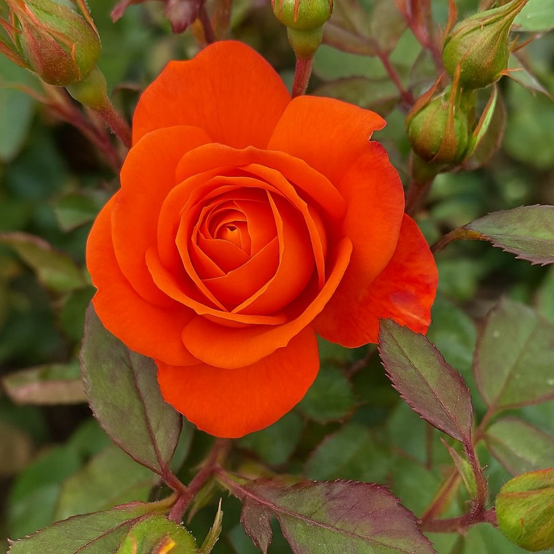 Pé de Roseira Laranja em Floração pé de roseira laranja com flores grandes