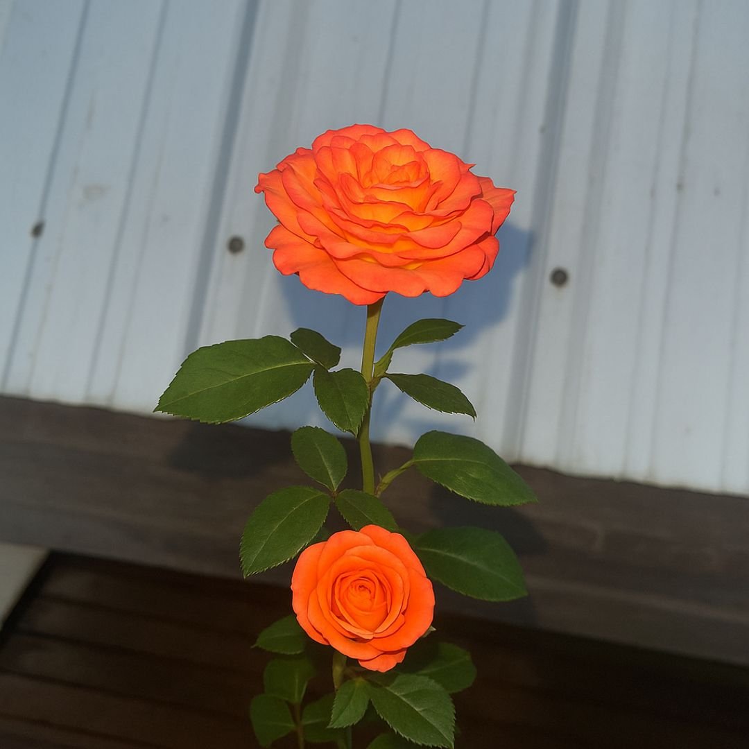 muda de roseira laranja intensa que frutifica cedo