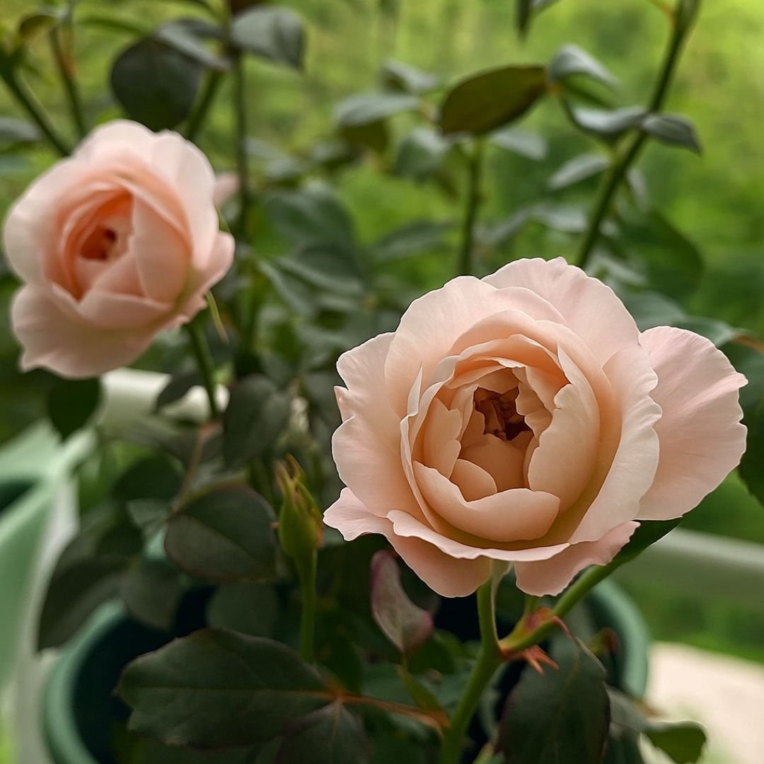 muda de roseira marrom com flores raras