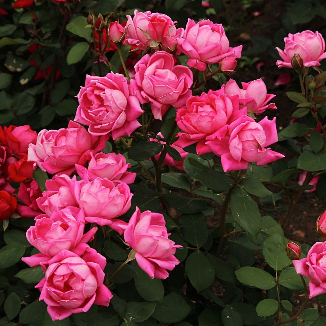 muda de roseira pink com rosa intensa