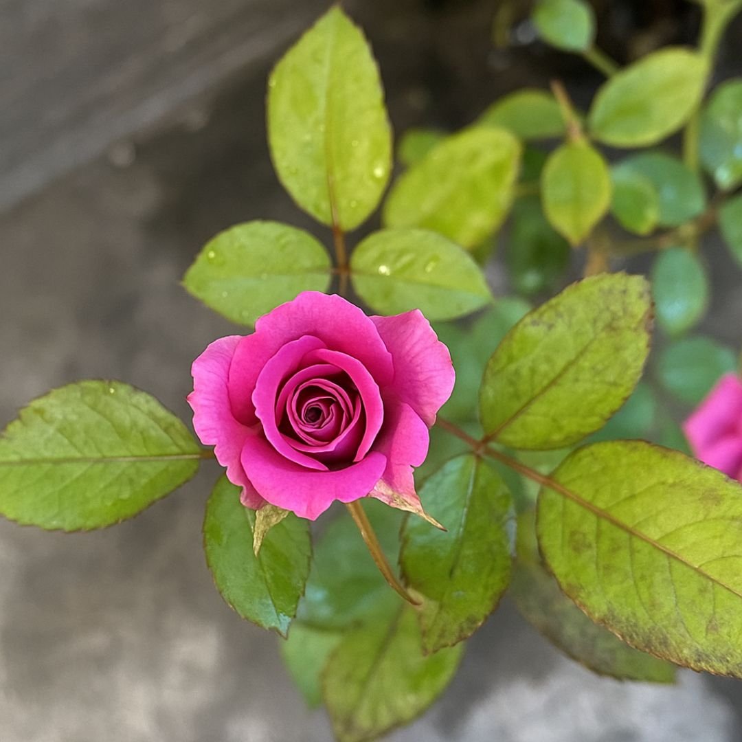 muda de roseira rosa com bord&ocirc; que floresce cedo