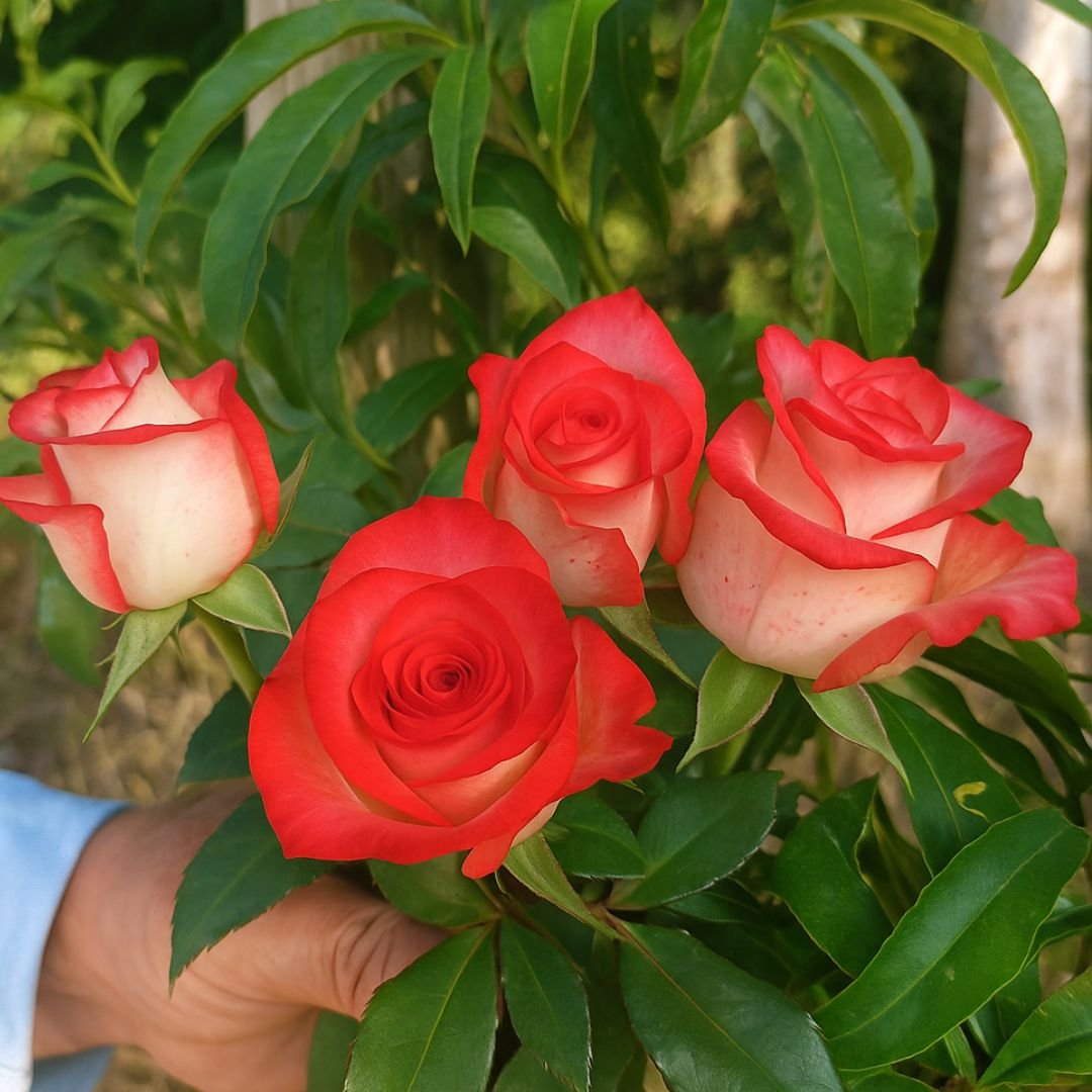 roseira salmão com branco