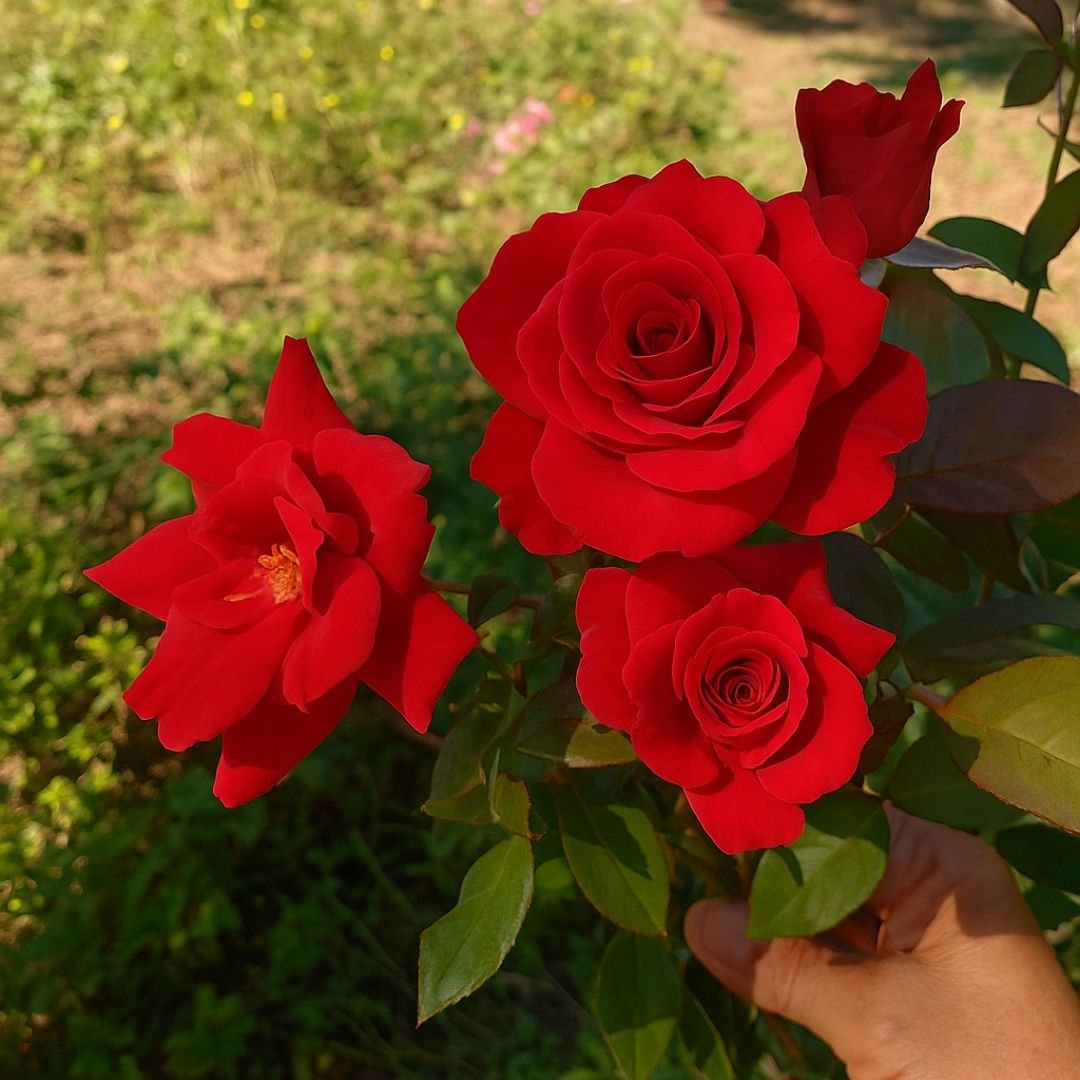 Muda de Roseira Cor Telha