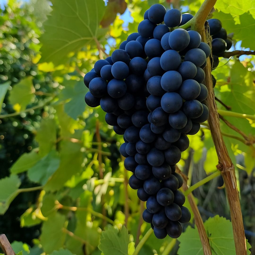 p&eacute; de uva vit&oacute;ria com frutos grandes
