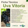 Muda de Uva Vitória Enxertada