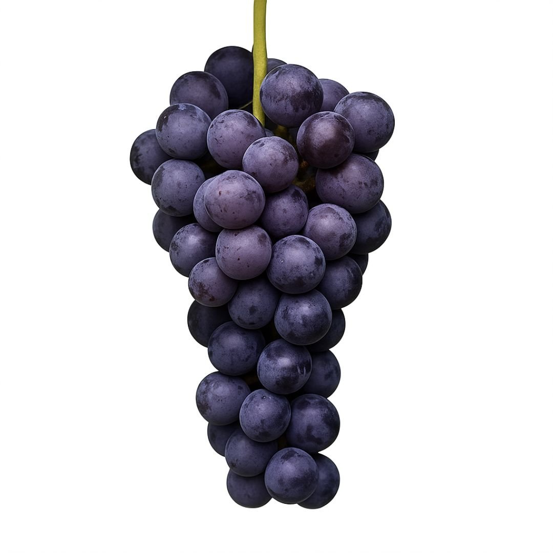 Muda de Uva Vênus Enxertada