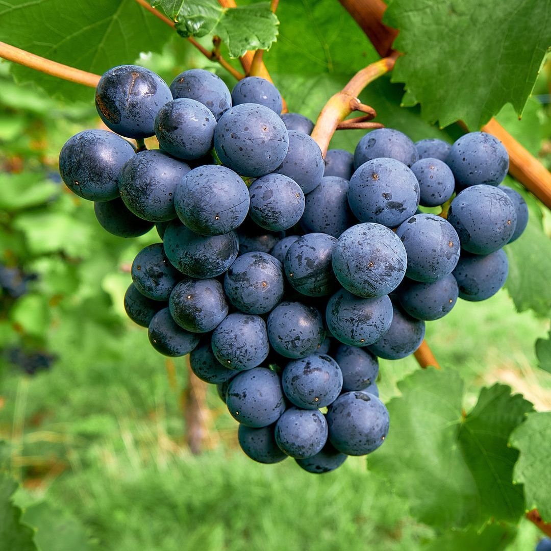 muda de uva vênus que frutifica cedo