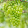 Muda de Uva Thompson Enxertada