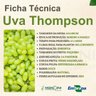 Muda de Uva Thompson Enxertada