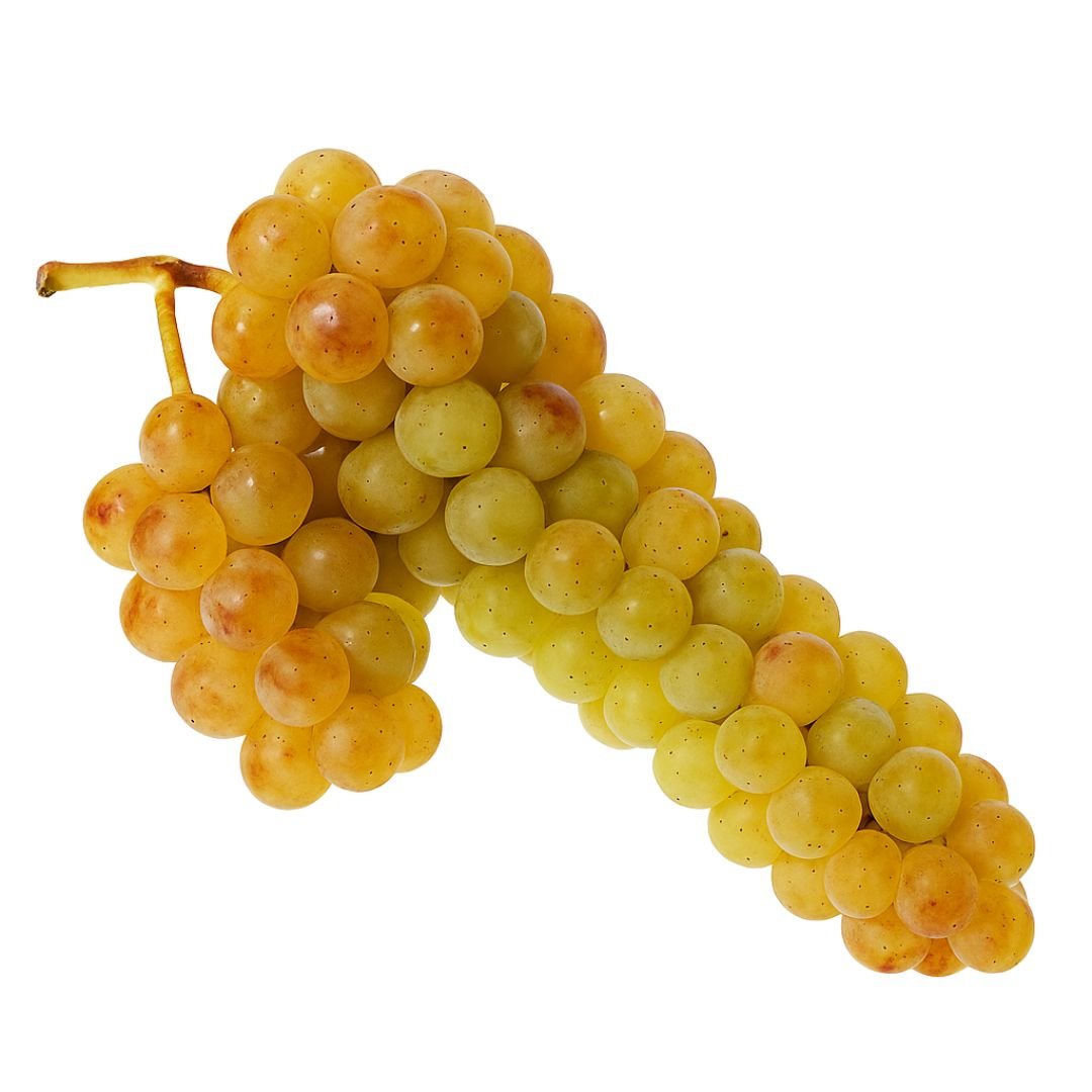 uva moscato branco ideal para cultivo e vinifica&ccedil;&atilde;o