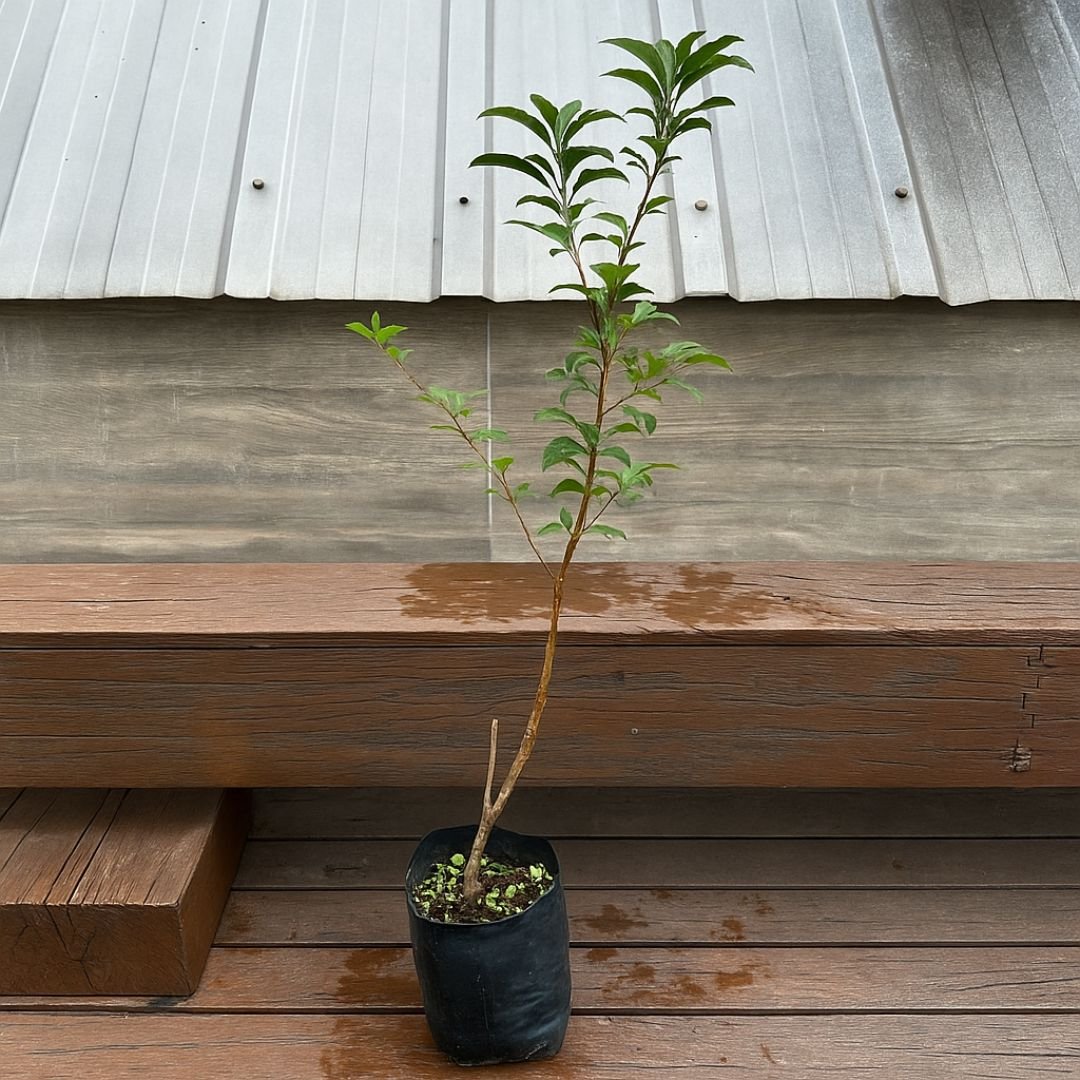 ameixa roxa perfeita para quintal ou sítio
