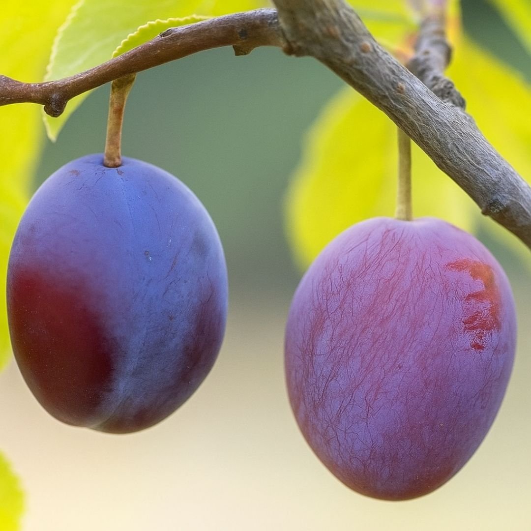 muda de ameixa roxa que frutifica rápido
