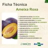 Muda de Ameixa Roxa