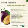 Ameixa Reubennel Enxertada Ameixa Reubennel Enxertada