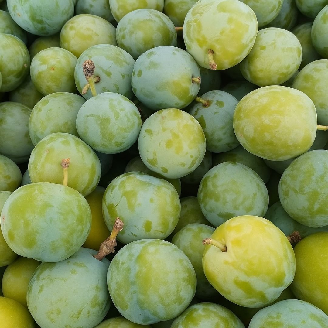 p&eacute; de ameixa rainha claudia com frutos doces e suculentos