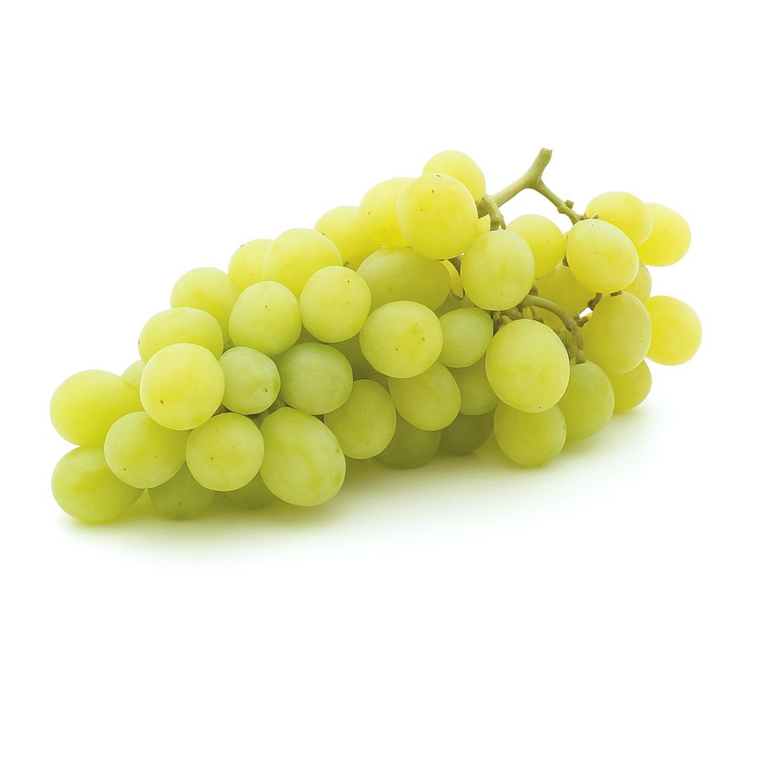 Muda de Uva Moscato Branco Enxertada