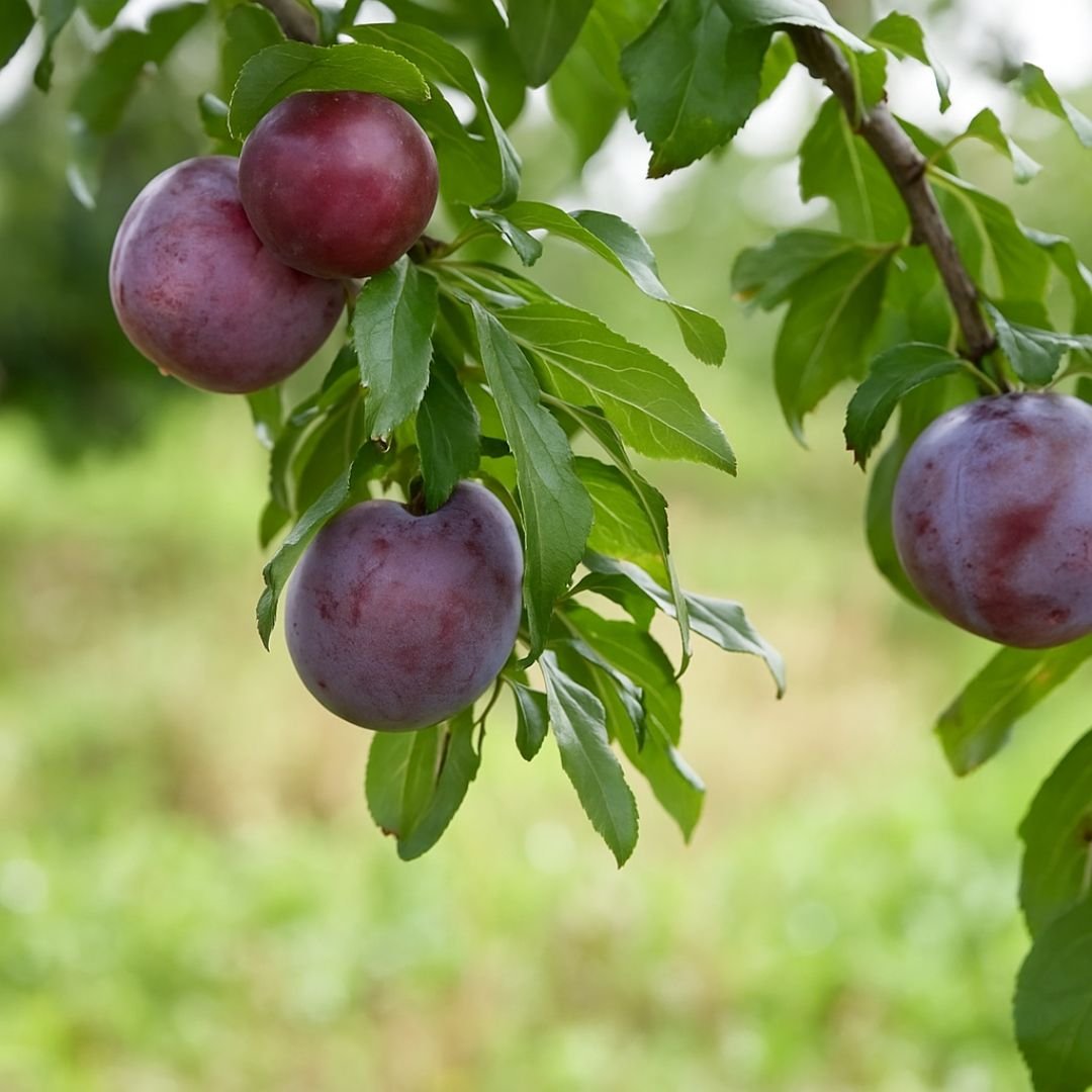 p&eacute; de ameixa fortune com frutos grandes