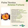 Ameixa Fortune Enxertada