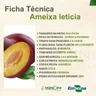 Ameixa Letícia Enxertada Ameixa Letícia Enxertada