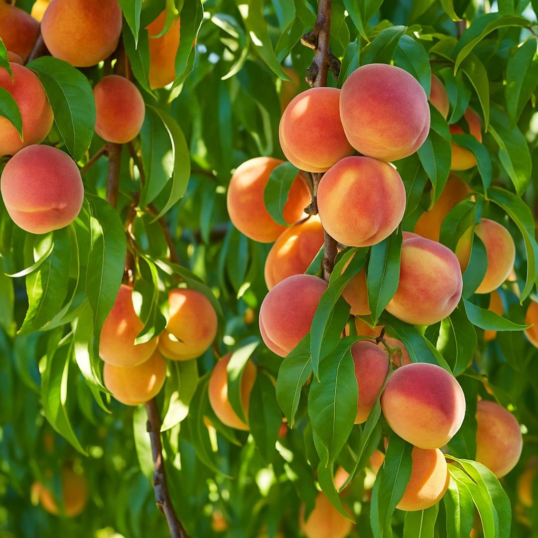 p&eacute; de pessego coral com frutos grandes