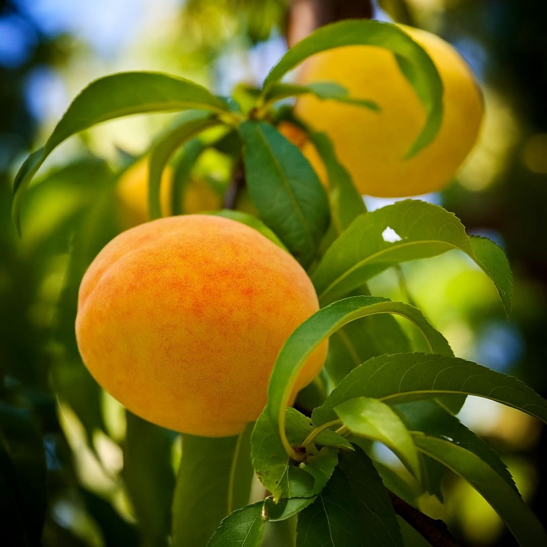 pé de pessego douradao com frutos grandes