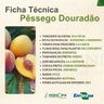 Muda de Pêssego Douradão Enxertada Muda de Pêssego Douradão Enxertada