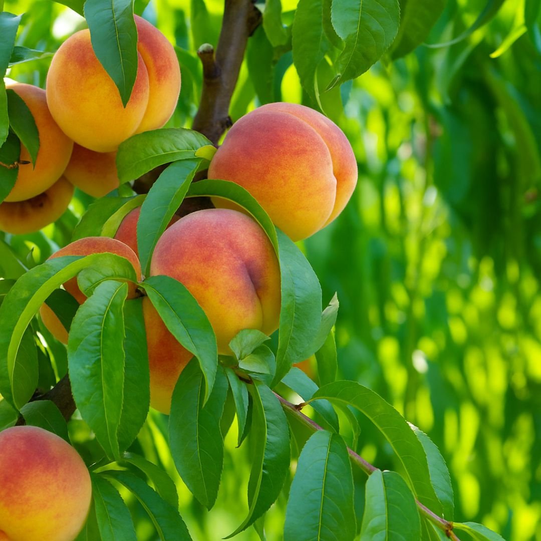 p&eacute; de pessego maciel com frutos grandes